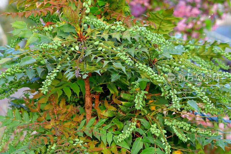 Mahonia japonica / Berberis japonica / Oregon葡萄冬青